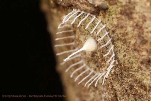 peruvian-amazon-mystery