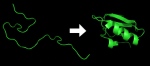 Random coil on left, folded protein on right